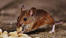 24 Hour & Emergency Exterminators in Garrison, KY
